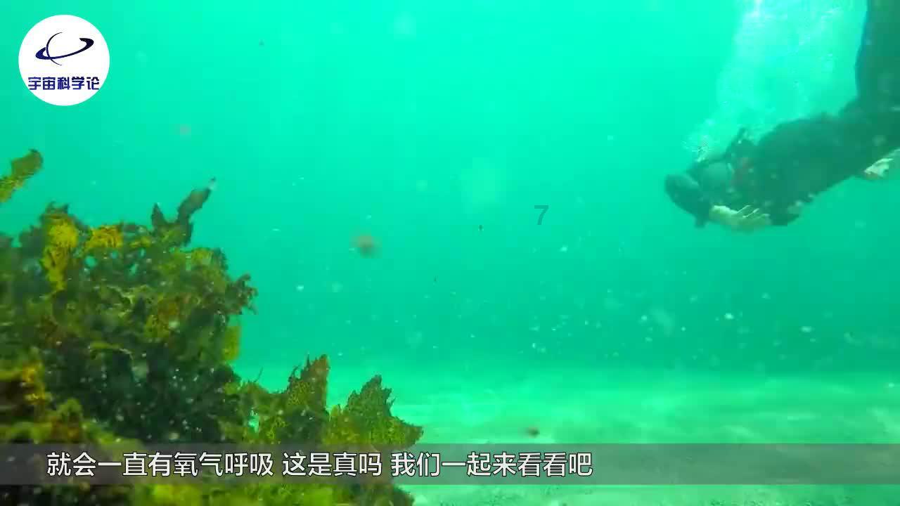 国家魔法森林逃亡